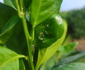 柑橘種植技術(shù)指導(dǎo)視頻_沃柑夏梢旺長不控梢會不會掉果