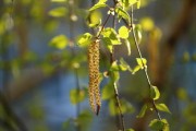 橘子樹種植技術(shù)視頻（橘子樹的種植技術(shù)）