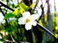 柑樹(shù)開(kāi)花可以打?；ū９巻幔ǜ虡?shù)開(kāi)花可以打保花保果藥嗎圖片）