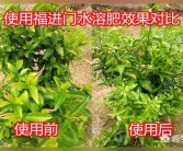 柑橘種植技術(shù)和滴灌_一棵柑橘樹(shù)澆幾斤水