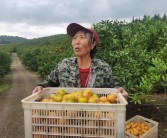 淮南柑橘種植技術(shù)視頻_柑橘園如何進(jìn)行土壤改良