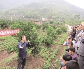 四川種植柑橘技術員_在農村種植水果怎么正規(guī)化