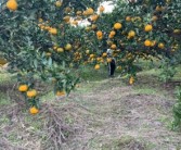 柑橘種植技術(shù)銷(xiāo)路_柑橘雜種荔枝樹(shù)可以嗎