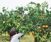 大棚柑橘的種植技術(shù)_紅美人柑橘品種優(yōu)缺點(diǎn)