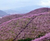 金華源東柑橘種植技術_剛買的柑橘怎么種植