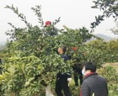 種植柑橘拍攝技術(shù)要求視頻_發(fā)抖音橘子要什么音樂