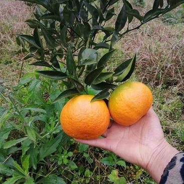 柑橘種植管理修枝技術(shù)（柑橘種植管理修枝技術(shù)視頻）