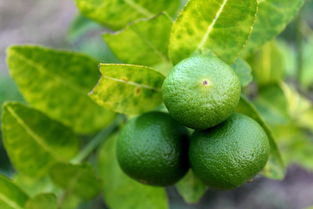 沃柑盆景怎樣種植技術(shù)管理視頻教程（沃柑如何種植）