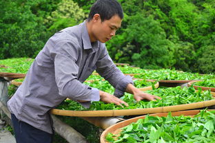 柑普茶葉多少錢（柑普茶的功效與作用價(jià)格多少錢）