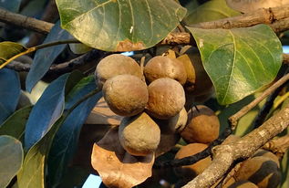 柑橘苗圃嫁接技術(shù)視頻教學(xué)全集（嫁接柑桔小苗子視頻）