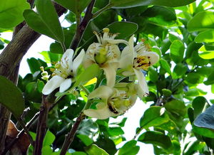 柑橘種植技術全過程圖（柑橘種植技術全過程圖片大全）