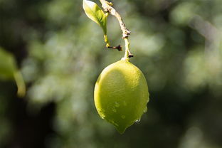 春見(jiàn)柑橘修枝技術(shù)視頻教學(xué)大全（春靚柑桔樹(shù)的修剪）