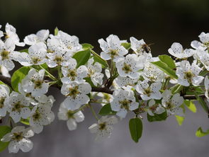 大柑橘樹(shù)種植技術(shù)視頻（大柑橘樹(shù)種植技術(shù)視頻教學(xué)）