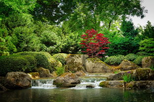 柑橘樹(shù)種植庭院好嗎（柑橘園適合種什么草）