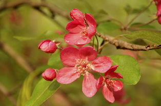 柑橘開(kāi)園藥用什么（柑橘開(kāi)花期噴什么藥保果）