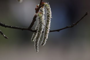 柑橘樹春天發(fā)芽時(shí)打什么藥好（柑橘發(fā)芽期打什么農(nóng)藥）