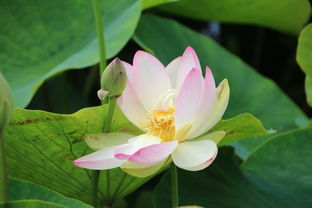 今年開(kāi)春柑橘幾月用肥（今年開(kāi)春柑橘幾月用肥最好）