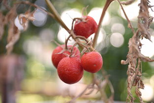 沃柑種植過程農(nóng)藥多嗎（沃柑種植技術(shù) 091）