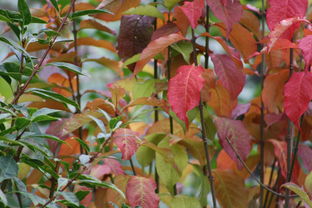 紅美人柑橘一根枝條生幾只果標(biāo)準(zhǔn)（紅美人柑橘一年二熟嗎）