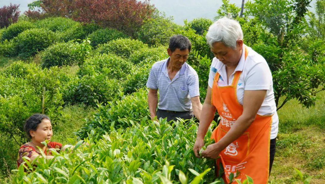 粑粑柑跟愛(ài)媛柑的區(qū)別是什么意思_目前哪種柑橘的開(kāi)展前景好