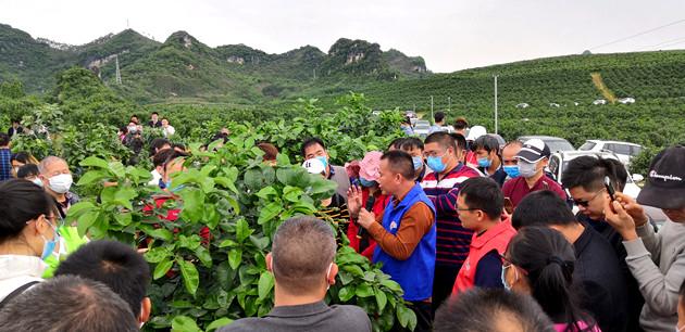 柑橘新品種引進(jìn)的意義是什么_四川粑粑柑是什么